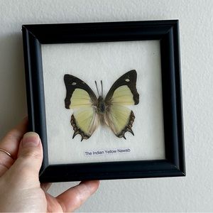 Butterfly in frame, Indian Yellow Nawab